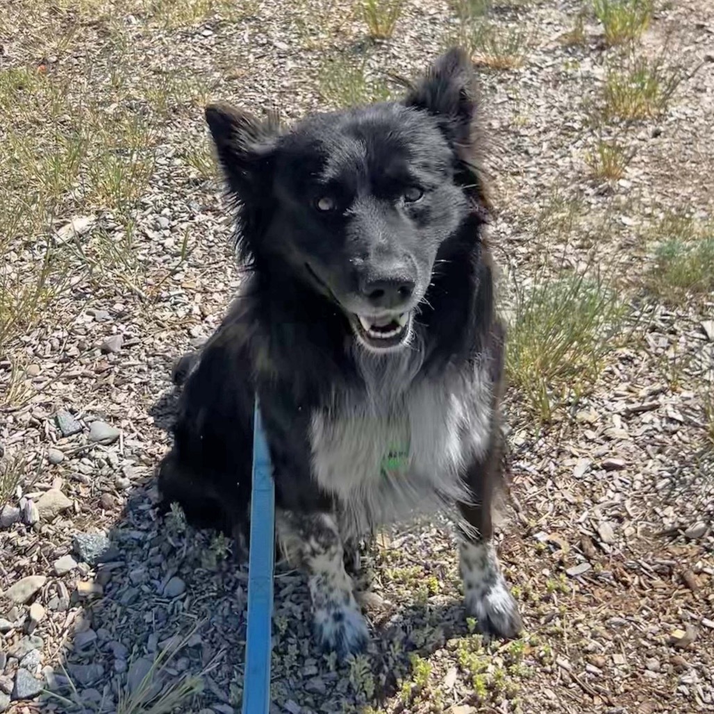 Rocky, an adoptable Border Collie, Australian Shepherd in Hailey, ID, 83333 | Photo Image 4
