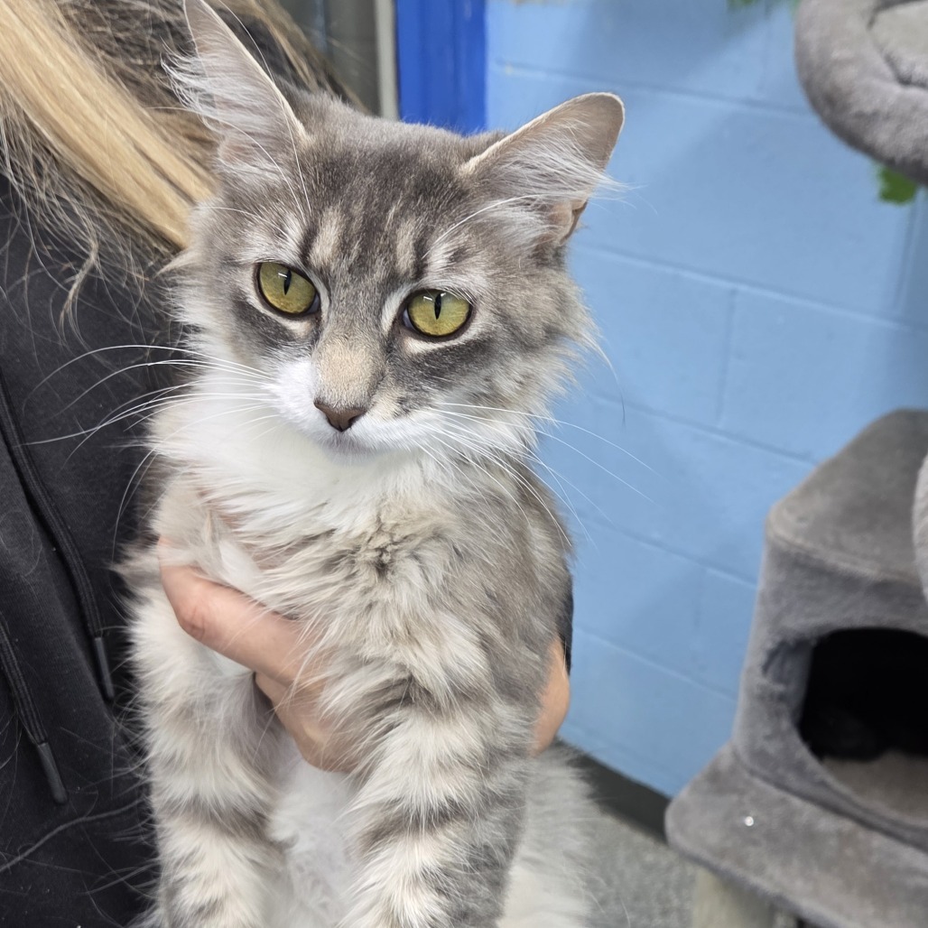 Spry, an adoptable Domestic Long Hair in Coos Bay, OR, 97420 | Photo Image 1