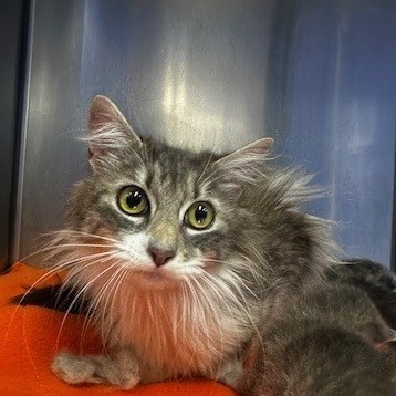 Spry, an adoptable Domestic Long Hair in Coos Bay, OR, 97420 | Photo Image 2