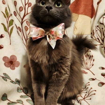 Kelpie, an adoptable Domestic Long Hair in Coos Bay, OR, 97420 | Photo Image 1
