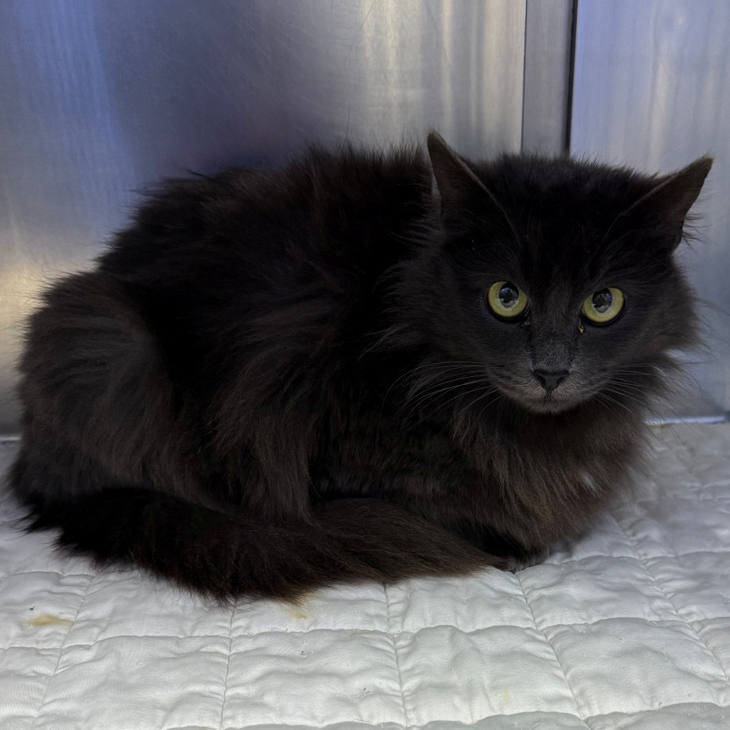 Kelpie, an adoptable Domestic Long Hair in Coos Bay, OR, 97420 | Photo Image 2