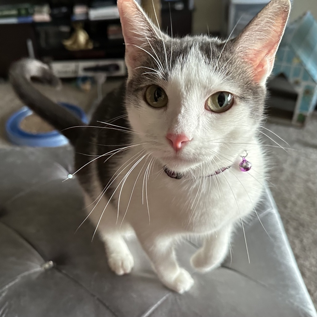 Camille