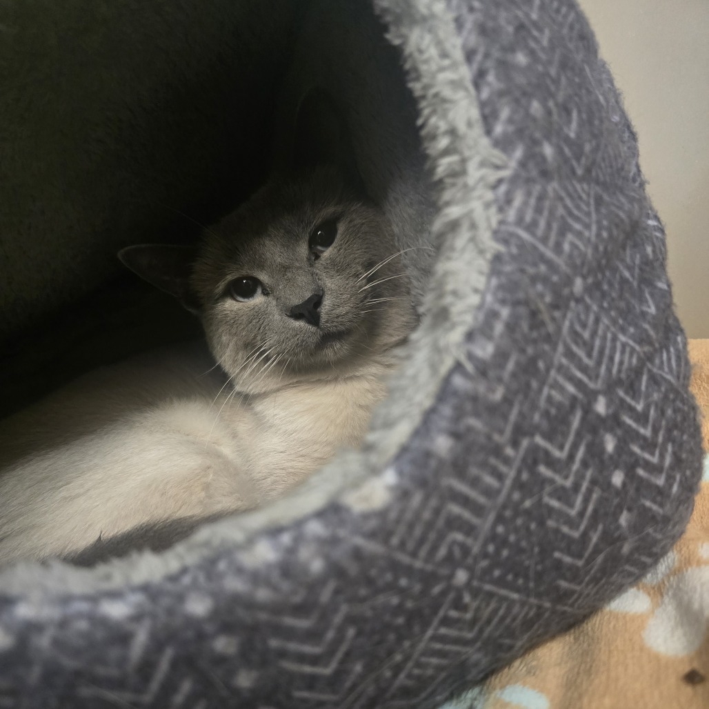 Benji
