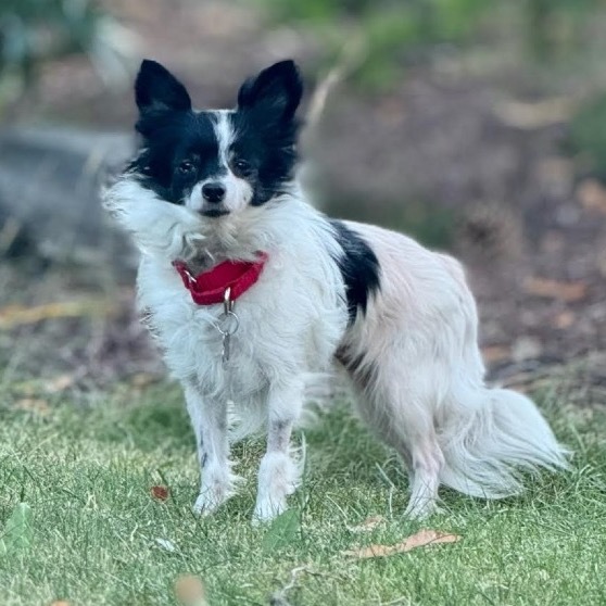 Cake, an adoptable Papillon in Bellingham, WA, 98228 | Photo Image 1