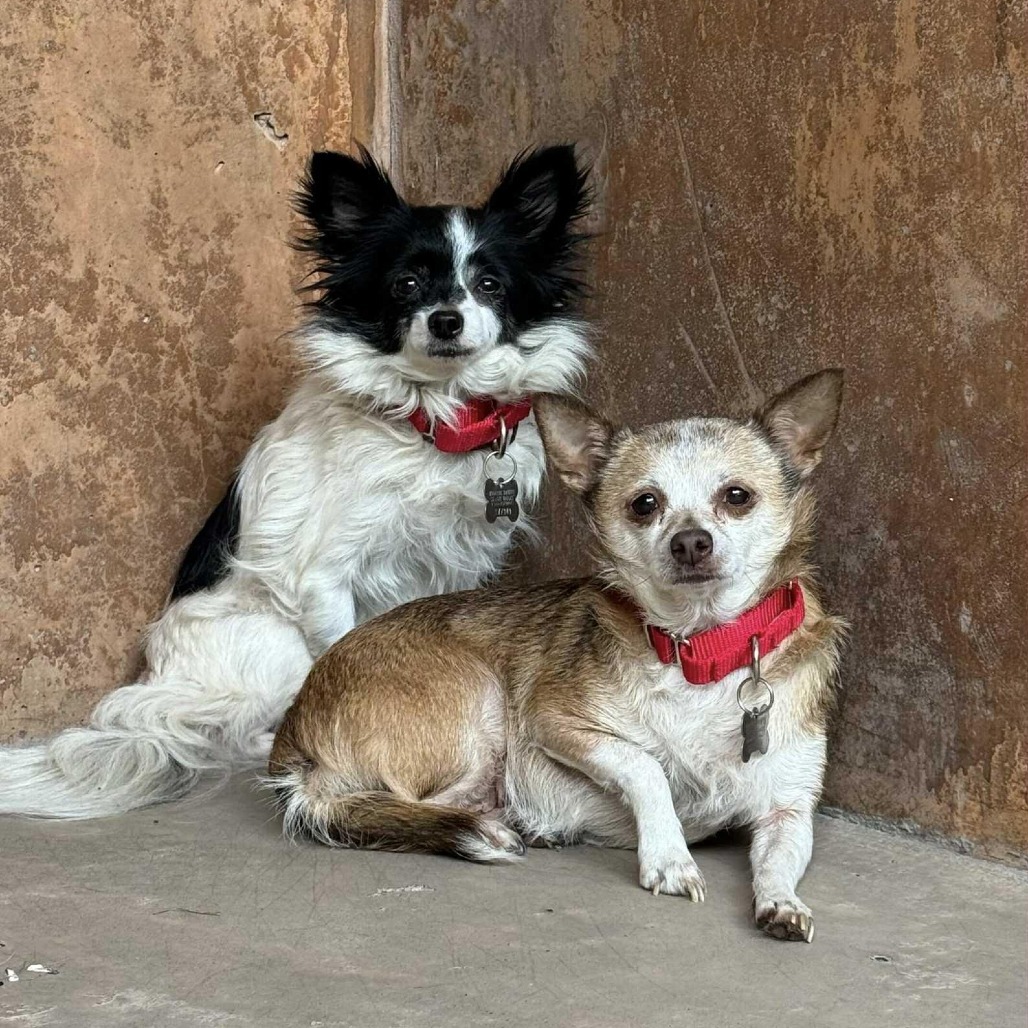 Cake, an adoptable Papillon in Bellingham, WA, 98228 | Photo Image 2