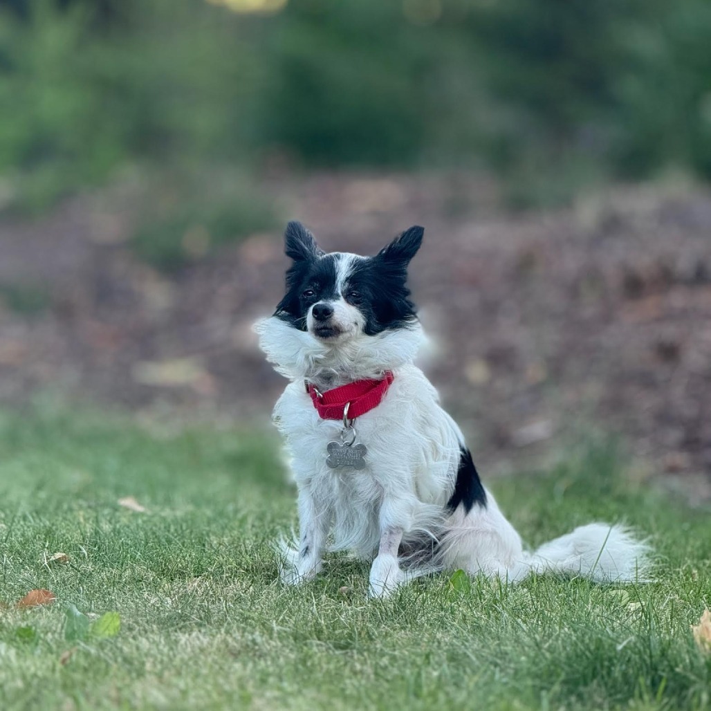 Cake, an adoptable Papillon in Bellingham, WA, 98228 | Photo Image 5