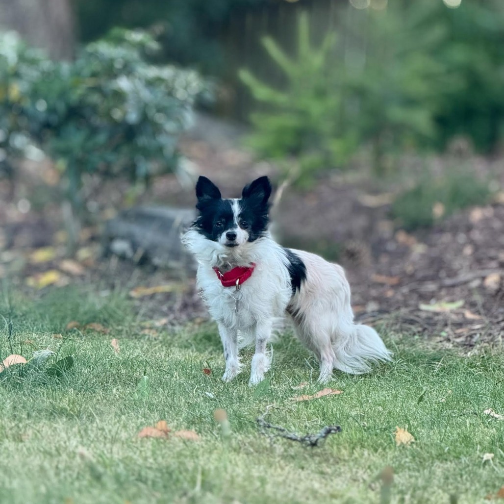 Cake, an adoptable Papillon in Bellingham, WA, 98228 | Photo Image 6