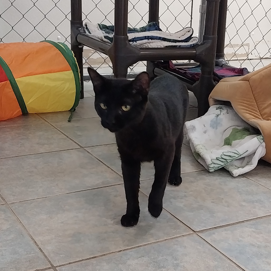 Pez Dispenser (Vestal PetSmart)