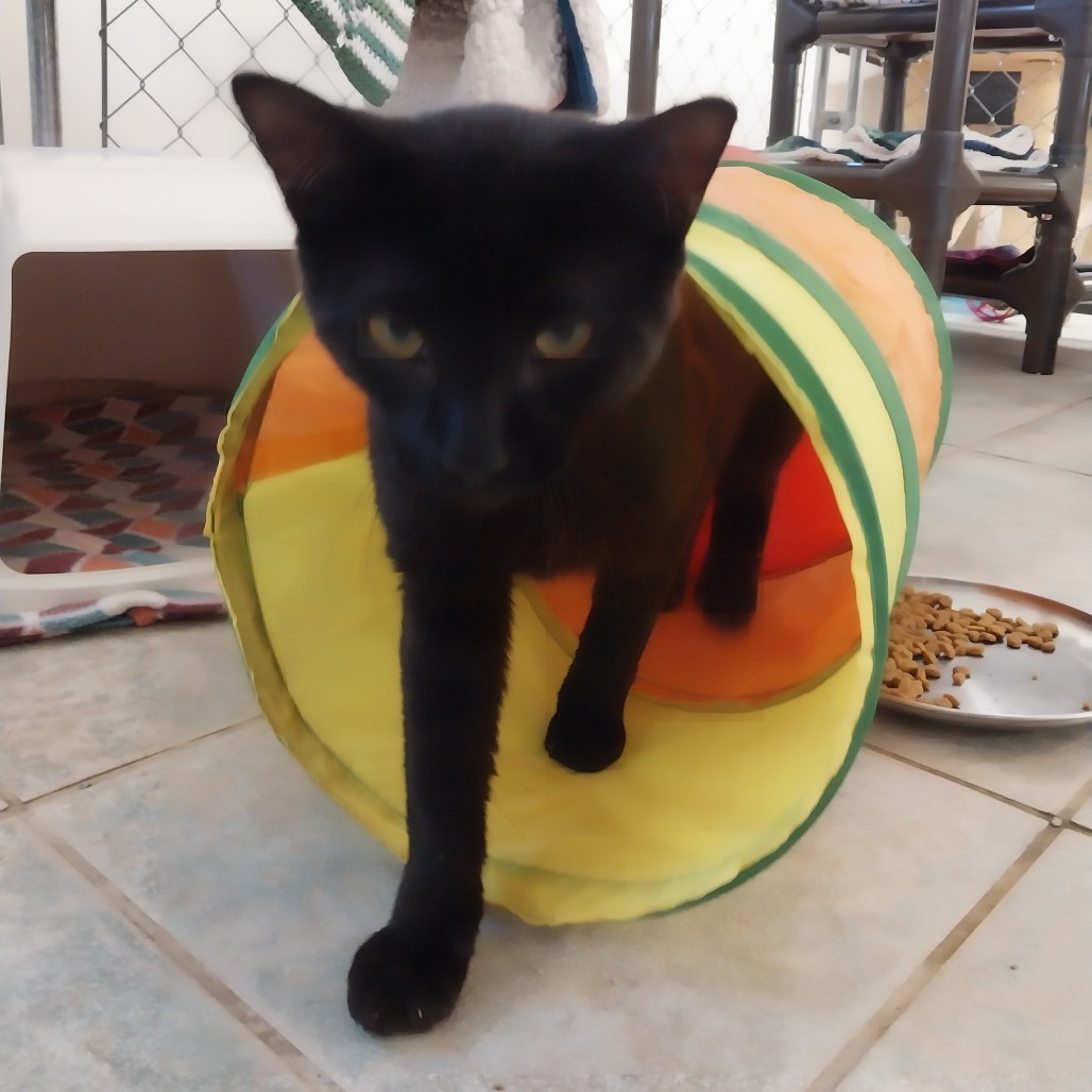Pez Dispenser (Vestal PetSmart)