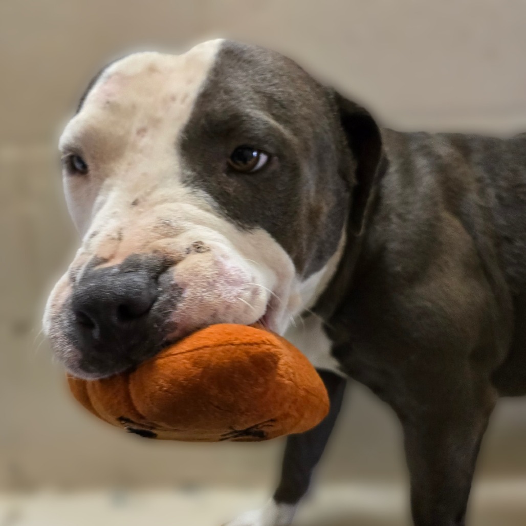 Orion, an adoptable Pit Bull Terrier in Wickenburg, AZ, 85390 | Photo Image 3