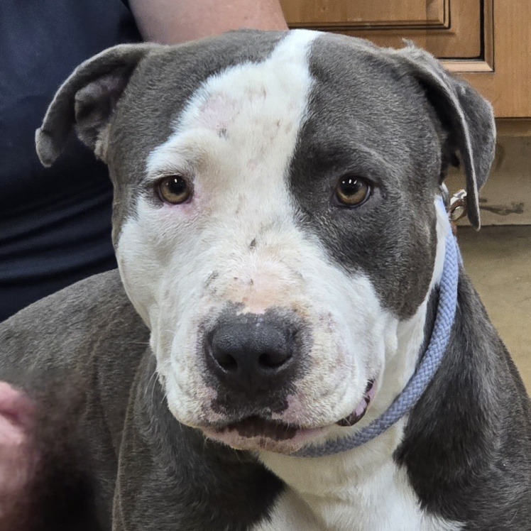 Orion, an adoptable Pit Bull Terrier in Wickenburg, AZ, 85390 | Photo Image 4