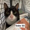 Duke D2 photo 2