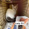 Lucy D1 photo 2