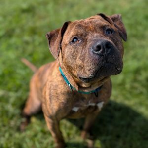 Roscoe, Adult Male unknown