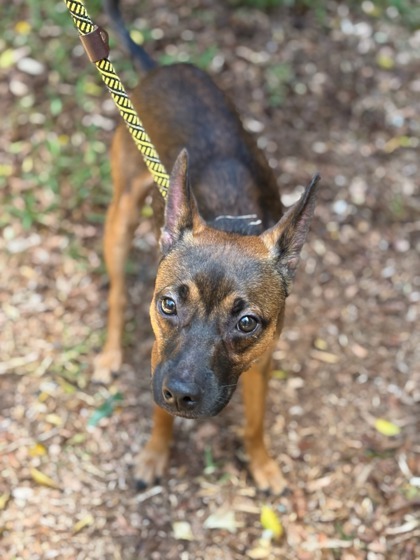 Mateo, an adoptable Chihuahua, Mixed Breed in Honolulu, HI, 96826 | Photo Image 1