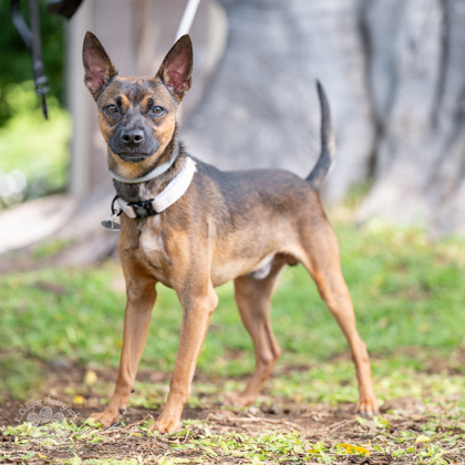 Mateo, an adoptable Chihuahua, Mixed Breed in Honolulu, HI, 96826 | Photo Image 1