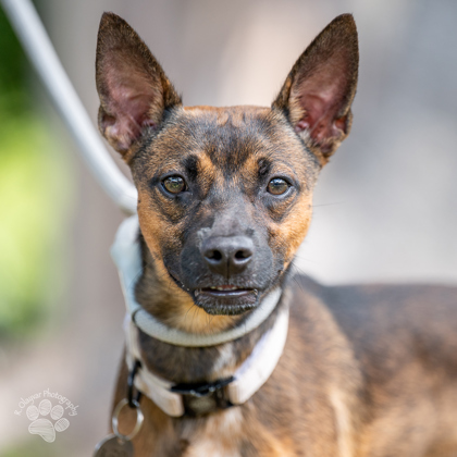 Mateo, an adoptable Chihuahua, Mixed Breed in Honolulu, HI, 96826 | Photo Image 2