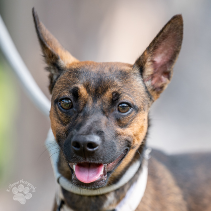 Mateo, an adoptable Chihuahua, Mixed Breed in Honolulu, HI, 96826 | Photo Image 3