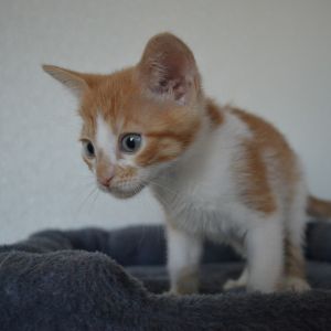 Basil, Baby Female unknown