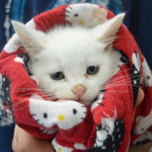 Wisp, Baby Female unknown