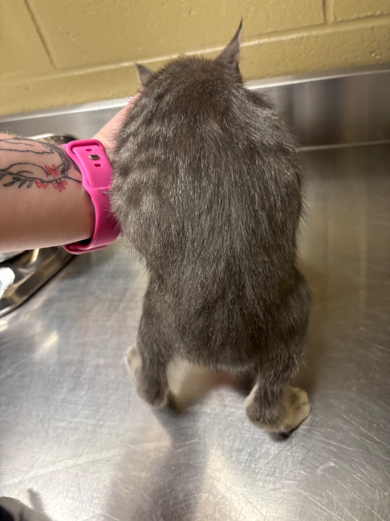 Kiwi