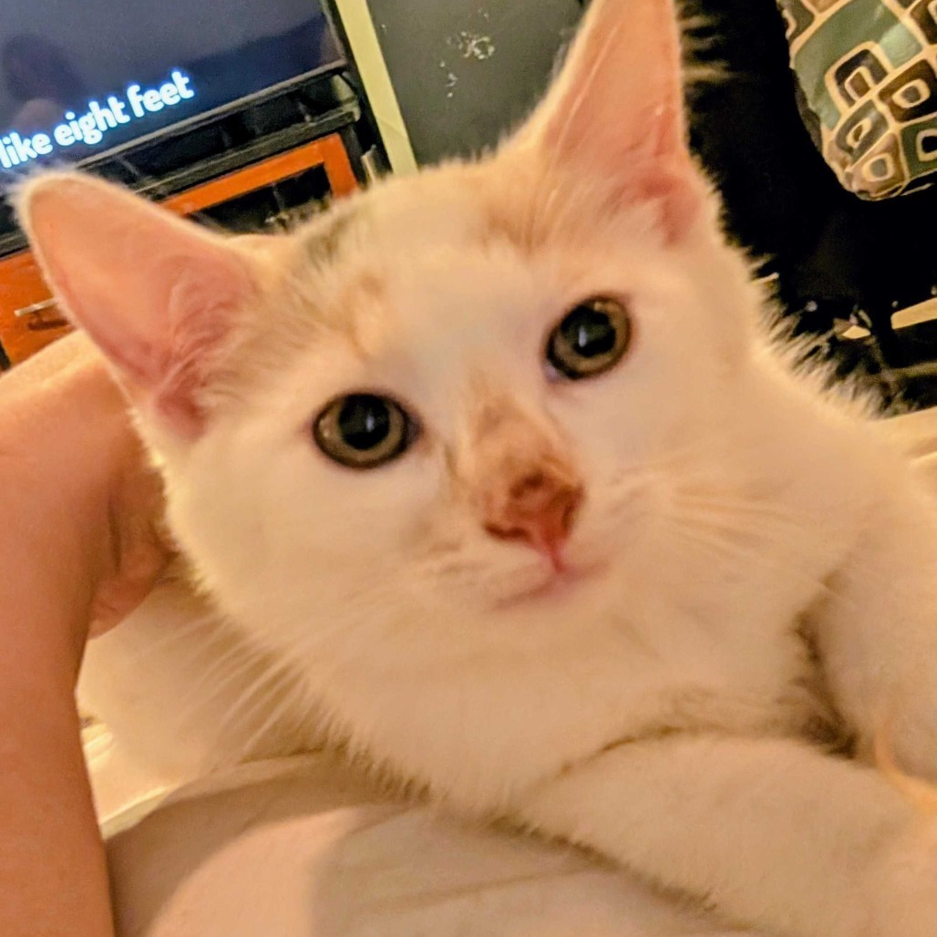 Sweet Pea