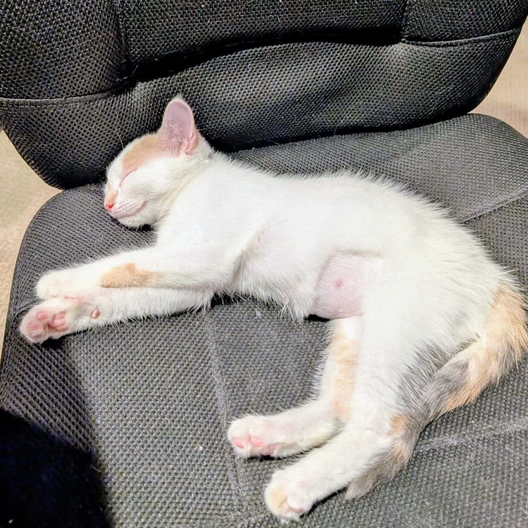 Sweet Pea