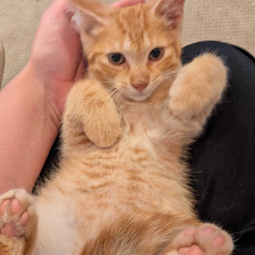 Garfield