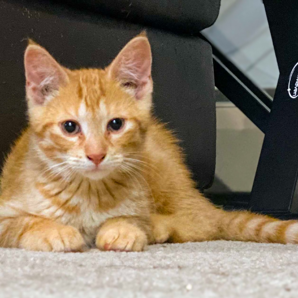 Garfield