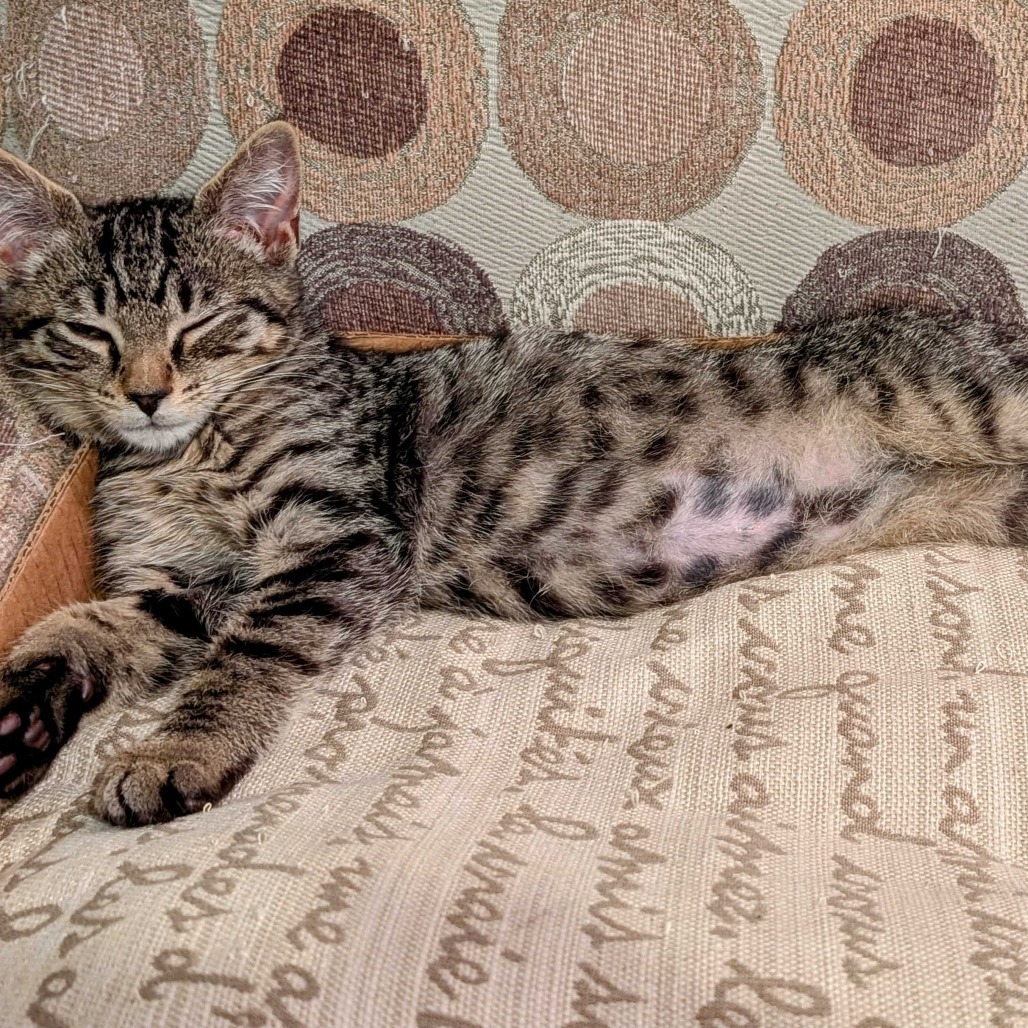 Vincenzo