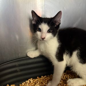Tipper Domestic Short Hair Cat