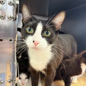Freckles Domestic Short Hair Cat