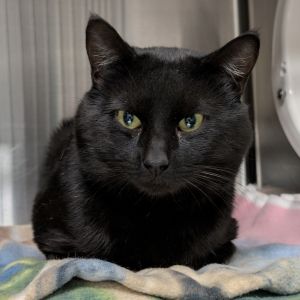 Jeremy (Jer-Bear) Domestic Short Hair Cat