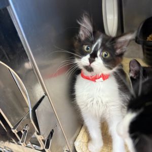 Dia Domestic Medium Hair Cat