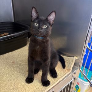 Jet Domestic Short Hair Cat