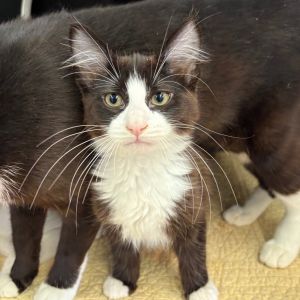 Doodle Domestic Medium Hair Cat