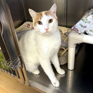 Mr Walker Domestic Short Hair Cat