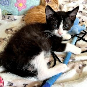 Greg Domestic Short Hair Cat