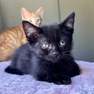 Rodrick Domestic Short Hair Cat