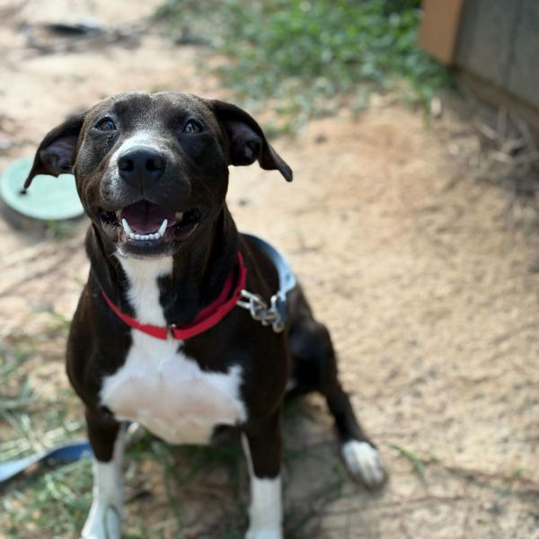 Pet Image