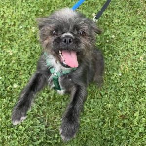Cinnamon Toast Crunch Mixed Breed Dog