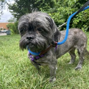 Lucky Charm Mixed Breed Dog
