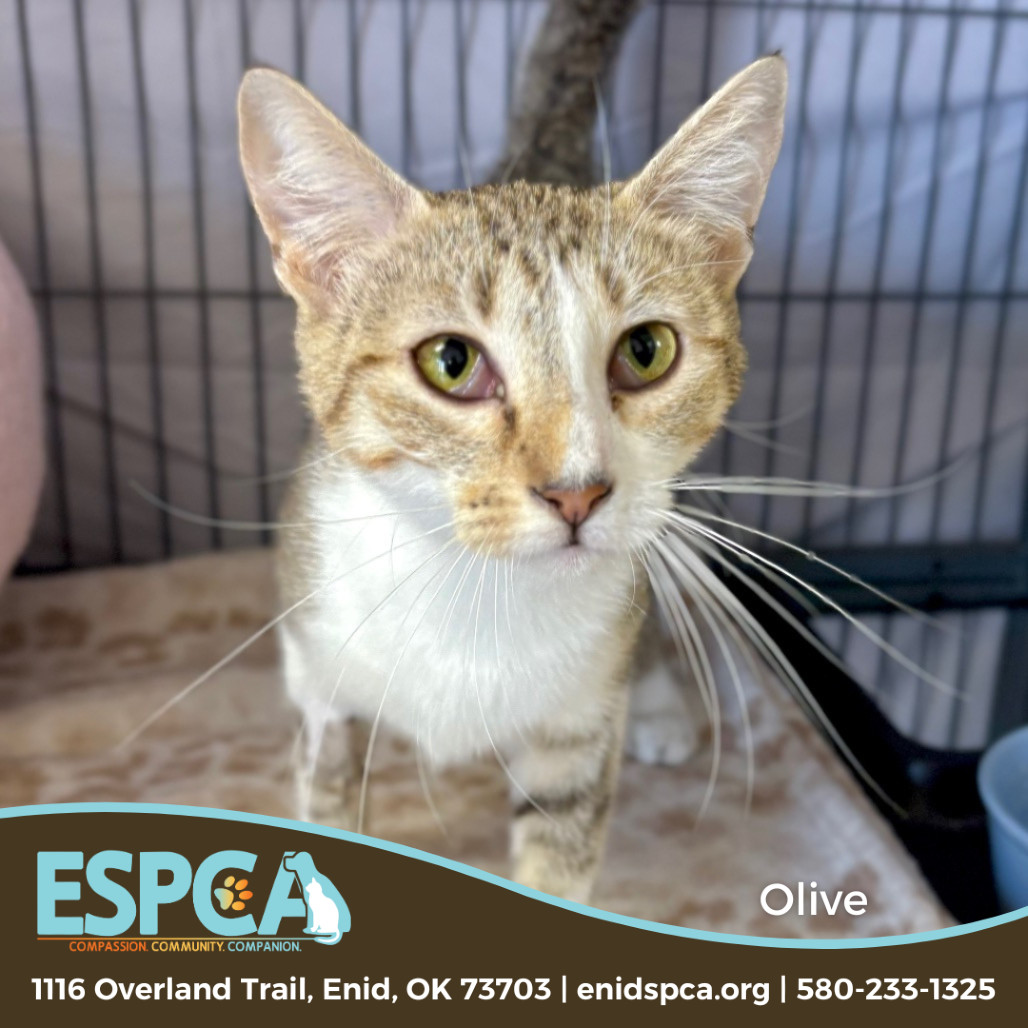 Olive, an adoptable Domestic Short Hair in Enid, OK, 73703 | Photo Image 1