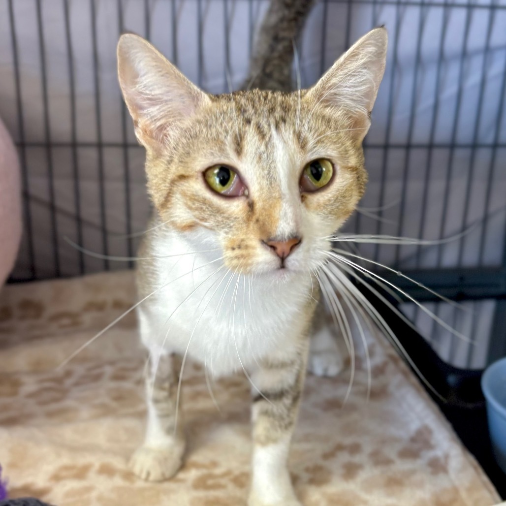 Olive, an adoptable Domestic Short Hair in Enid, OK, 73703 | Photo Image 2