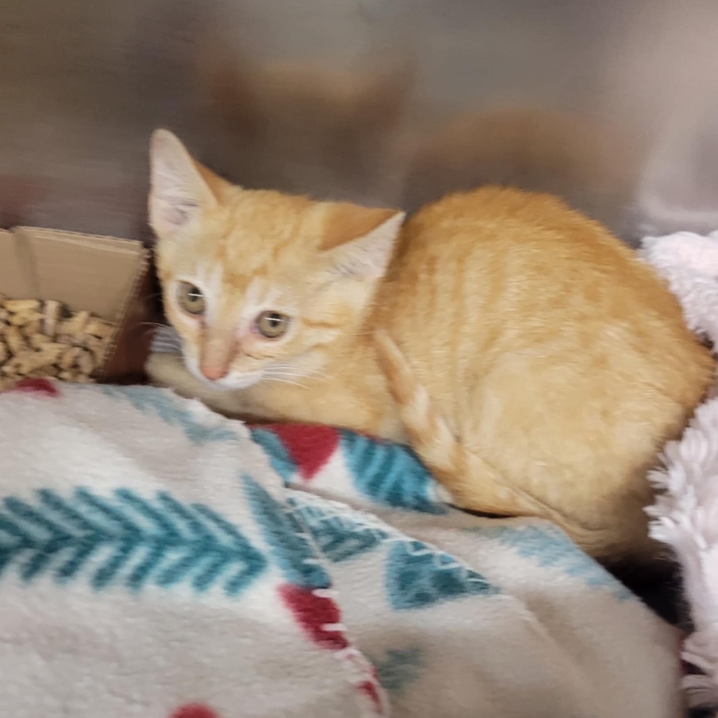 Campbell (Dark Orange kitten)