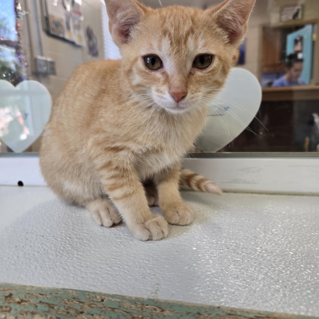 Campbell (Dark Orange kitten)