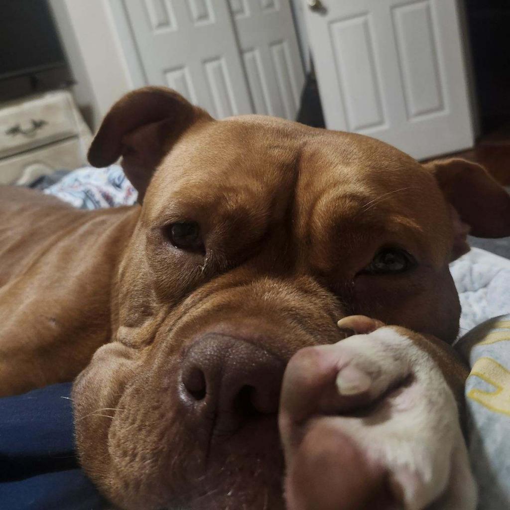 Buck