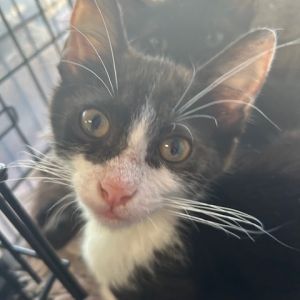 Hawkeye was found fending for himself along with his brothers Radar 86042 and Kl
