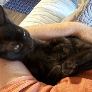 Tavi Domestic Short Hair Cat