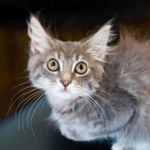 Meet Cha Cha one of the Dancing Queens litter Cha Cha is a fluffy grey tabby with long hair and